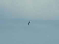 Aerodramus spodiopygius