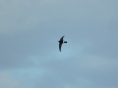 Aerodramus spodiopygius