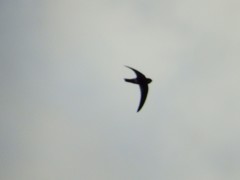 Aerodramus spodiopygius