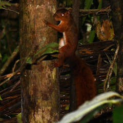 Sciurus spadiceus