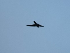 Aerodramus spodiopygius