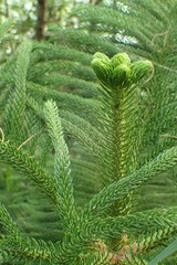 Araucaria columnaris