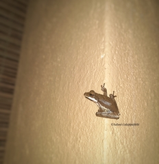 Polypedates cruciger