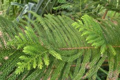 Araucaria columnaris