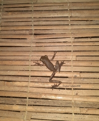 Polypedates cruciger