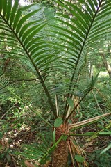 Cycas seemannii