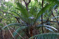 Cycas seemannii