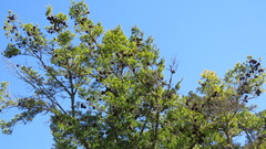 Pseudotsuga wilsoniana