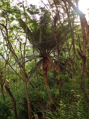 Cycas seemannii