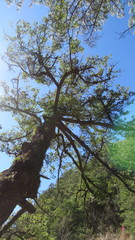 Pseudotsuga wilsoniana