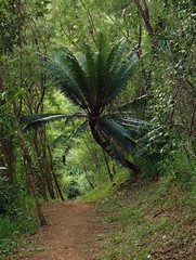 Cycas seemannii