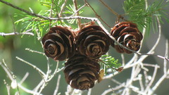 Pseudotsuga wilsoniana
