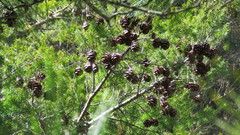 Pseudotsuga wilsoniana