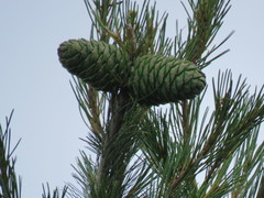 Pinus armandi mastersiana