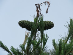 Pinus armandi mastersiana