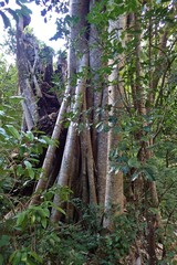 Ficus prolixa