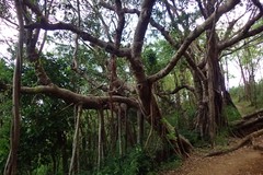 Ficus prolixa