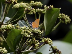 Pseudotajuria donatana