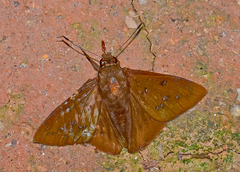 Dyscophellus ramusis