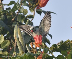 Psittacula columboides