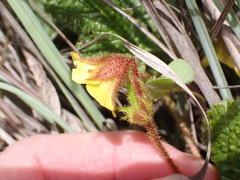 Hermannia transvaalensis