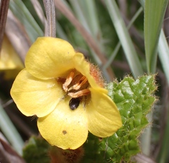 Hermannia transvaalensis