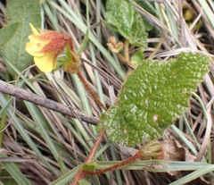 Hermannia transvaalensis