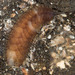 Paralepidonotus ampulliferus - Photo (c) Shaunak Modi, some rights reserved (CC BY-NC-ND), uploaded by Shaunak Modi