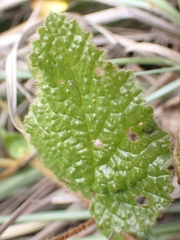 Hermannia transvaalensis