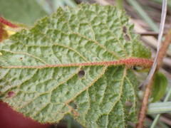 Hermannia transvaalensis