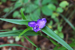 Tradescantia ohiensis