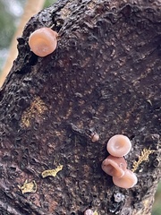 Auricularia auricula-judae