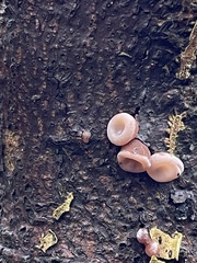 Auricularia auricula-judae