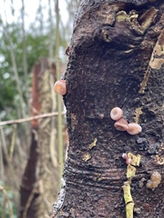 Auricularia auricula-judae