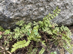 Asplenium ruta-muraria