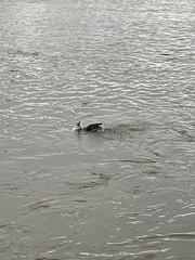 Phalacrocorax carbo
