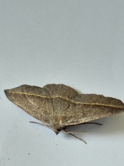 Psilocerea pulverosa