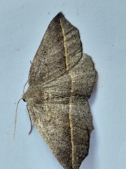 Psilocerea pulverosa