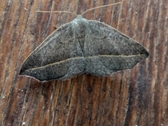 Psilocerea pulverosa