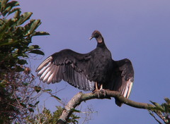 Black Vulture photo 3