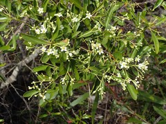 Denhamia fournieri