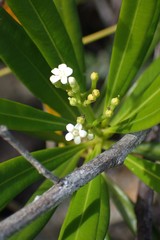 Rauvolfia semperflorens