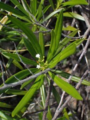 Rauvolfia semperflorens