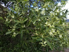 Denhamia fournieri