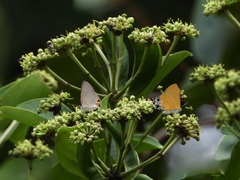 Pseudotajuria donatana