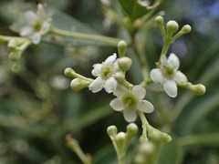 Denhamia fournieri