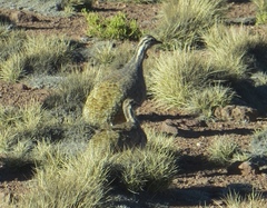 Tinamotis pentlandii
