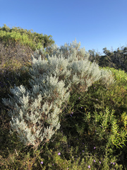 Olearia axillaris