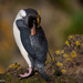 Pingüino Macaroni - Photo (c) scienceco_fr, algunos derechos reservados (CC BY-NC)