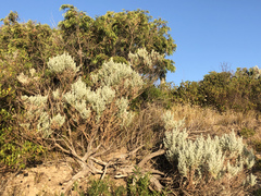 Olearia axillaris